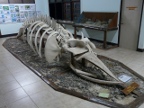Brydes Whale skeleton.JPG (167 KB)